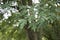Acer saccharinum tree