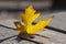 Acer saccharinum water silver maple single abandoned leaf with gray shadow on wooden background in autumnal bright yellow color