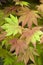 Acer shirasawanum autumn moon