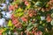 Acer tataricum, Tatar maple, Tatarian maple foliage and fruit