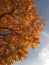 Acer Tree in the Fall during Sunset.