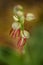 Aceras antropophorum, Man orchid, Gargano in Italy. Flowering European terrestrial wild orchid, nature habitat. Beautiful detail