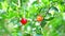 Acerola cherry has contains vitamin A, beta carotene, lycopene and carotene and very high levels of natural vitamin mor