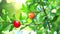 Acerola cherry has contains vitamin A, beta carotene, lycopene and carotene and very high levels of natural vitamin mor