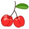 Acerola cherry superfood fruit