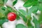 Acerola cherry of thailand brown branches and green leaves. Select focus, Barbados cherry,