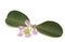 Acerola flower isolated