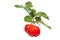 Acerola fruit