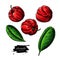 Acerola fruit vector drawing set. Barbados cherry sketch.