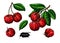 Acerola fruit vector drawing set. Barbados cherry sketch.
