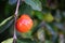 acerola small cherry fruit with leaf on tree background