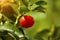 Acerola small cherry fruit on the tree