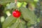 Acerola small cherry fruit on the tree