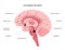 Acetylcholine cholinergic pathway