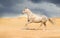 Achal-teke horse run gallop