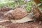 Achatina fulica - the giant African land snail creeping on soil.