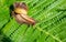 Achatina fulica, a giant snail crawling on a green fern leaf