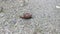 Achatina fulica snail crawling on the ground