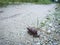 Achatina fulica snail crawling on the rural road