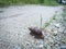 Achatina fulica snail crawling on the rural road