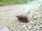 Achatina fulica snail crawling on the rural road