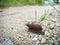 Achatina fulica snail crawling on the rural road