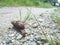 Achatina fulica snail crawling on the rural road