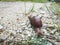 Achatina fulica snail crawling on the rural road