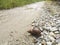 Achatina fulica snail crawling on the rural road