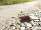 Achatina fulica snail crawling on the rural road