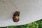 Achatina fulica snail crawling on the white wall