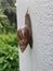 Achatina fulica snail crawling on the white wall