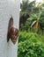 Achatina fulica snail crawling on the white wall