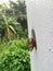 Achatina fulica snail crawling on the white wall