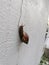 Achatina fulica snail crawling on the white wall