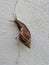 Achatina fulica snail crawling on the white wall