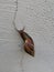 Achatina fulica snail crawling on the white wall