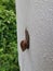 Achatina fulica snail crawling on the white wall