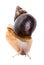 Achatina snail