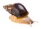 Achatina snail