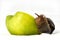 Achatina snail eats an apple