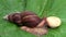 Achatina snail eats champignon mushroom