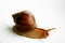 Achatina snail on a white background