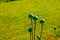 Achene with seeds of the maturing poppy plant. The stem and the box with the seeds of medicinal red poppy