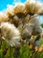 Achene A Thistle In The Rays Of The Sun. Little Wonder Of Nature