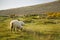 Achill Island, Sheeps