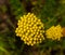 Achillea ageratum or English mace, sweet Nancy, sweet yarrow is a flowering plant in the sunflower family, native to Europe
