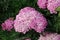 Achillea Appleblossom