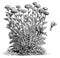 Achillea Eupatorium Flowers vintage illustration