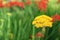 Achillea filipendulina `Cloth of Gold`